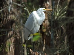 Florida_2007-2008-025